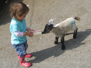 bottle feeding a lamb